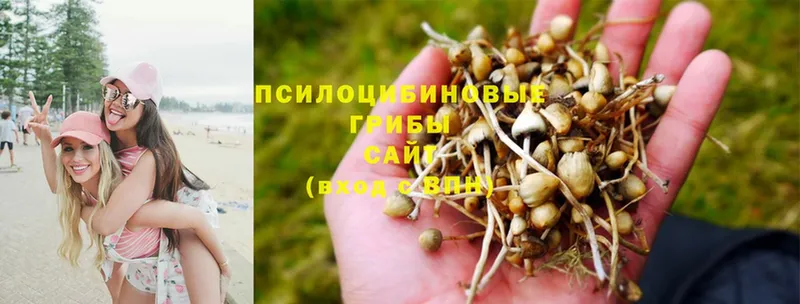 где купить наркотик  Заполярный  Псилоцибиновые грибы Cubensis 